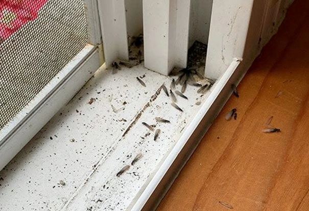Residential Installation performed by Fruitville Pest Services in Sarasota, FL